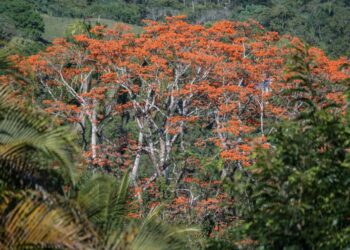 Flamboyanes en la frontera: ¿una invasión silente?