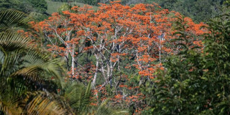 Flamboyanes en la frontera: ¿una invasión silente?