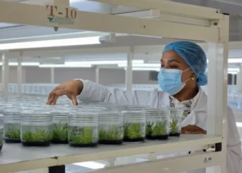 Biovega RD produce un millón 500 mil plantas in vitro 