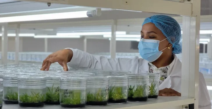 Biovega RD produce un millón 500 mil plantas in vitro 
