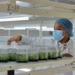 Biovega RD produce un millón 500 mil plantas in vitro 