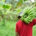 La crisis en La Cruz de Manzanillo: un abandono que amenaza la producción de banano