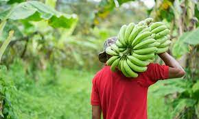 La crisis en La Cruz de Manzanillo: un abandono que amenaza la producción de banano