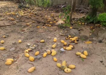 Productores de Dajabón denuncian pérdidas ante falta de compradores de mangos