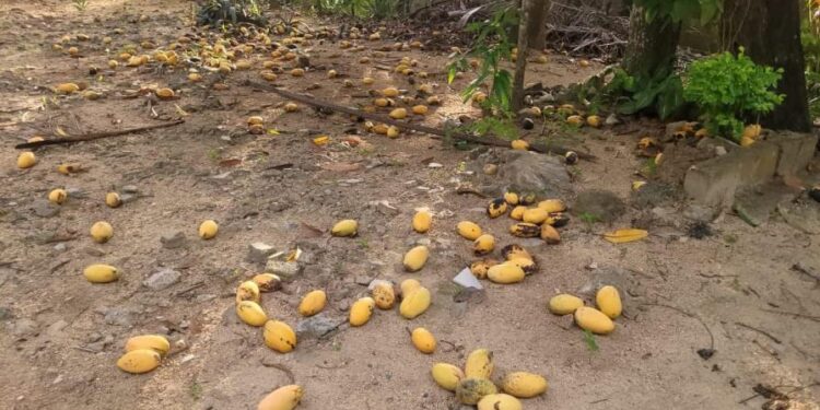 Productores de Dajabón denuncian pérdidas ante falta de compradores de mangos