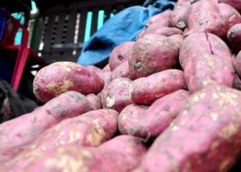 Mientras el banano orgánico pierde terreno, otros productos de RD crecen en el mercado europeo