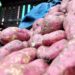 Mientras el banano orgánico pierde terreno, otros productos de RD crecen en el mercado europeo