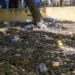 Basura y abandono invaden el Centro Olímpico Juan Pablo Duarte