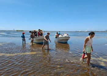 Sargazo acaba con peces y turismo en playa Boca Chica