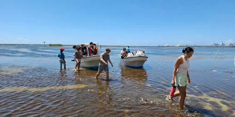 Sargazo acaba con peces y turismo en playa Boca Chica