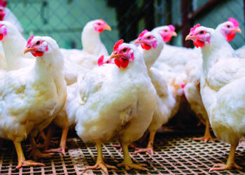 Comerciantes dicen pollo podría llegar a RD$200 la libra por desabastecimiento