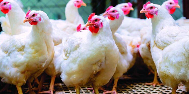 Comerciantes dicen pollo podría llegar a RD$200 la libra por desabastecimiento