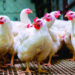 Comerciantes dicen pollo podría llegar a RD$200 la libra por desabastecimiento