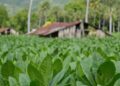 El área cultivada de tabaco en el país pasa de menos de 100 mil a 150 mil tareas