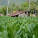 El área cultivada de tabaco en el país pasa de menos de 100 mil a 150 mil tareas