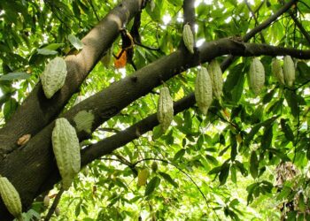 San Francisco de Macorís: donde la productividad se convirtió en sistema