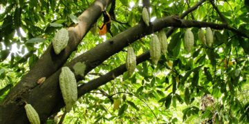 San Francisco de Macorís: donde la productividad se convirtió en sistema