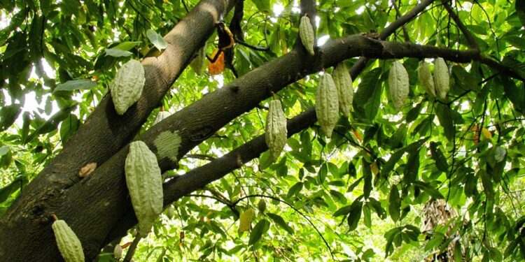 San Francisco de Macorís: donde la productividad se convirtió en sistema