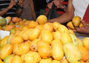 exportaciones de mango Así van los preparativos para reanudar exportación de mangos a EEUU, según Agricultura