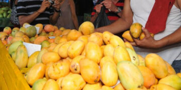 exportaciones de mango Así van los preparativos para reanudar exportación de mangos a EEUU, según Agricultura