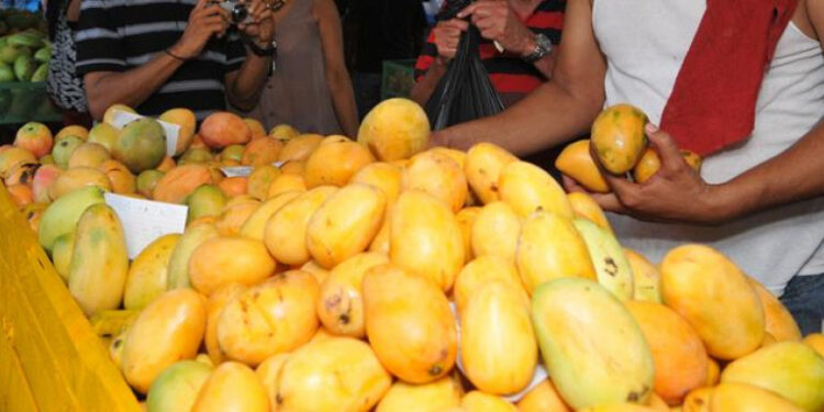 exportaciones de mango Así van los preparativos para reanudar exportación de mangos a EEUU, según Agricultura